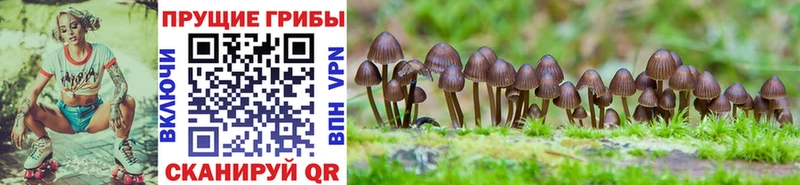 закладки Черняховск Галлюциногенные грибы ЛСД