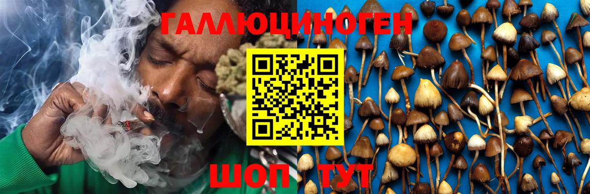 Псилоцибиновые грибы Psilocybine cubensis  Вход с VPN  Черняховск 